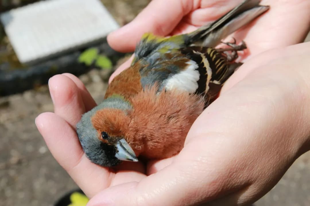 Jak pomóc ptakowi, który uderzył w okno i potrzebuje wsparcia