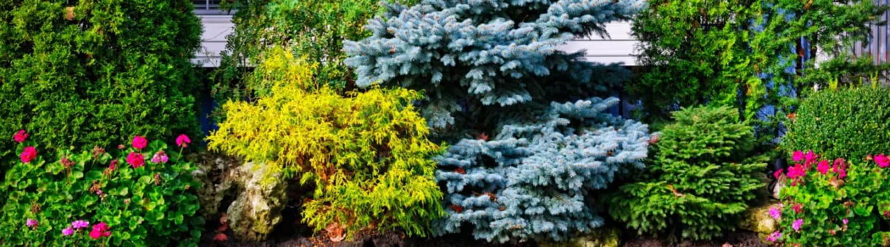 Co posadzić pod oknami domu, aby stworzyć piękną przestrzeń?